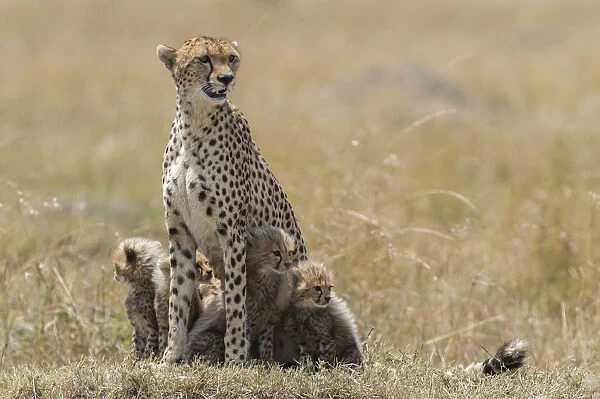 Alert female Cheetah (Acinonyx jubatus) protecting her cubs, Kenya, Narok County