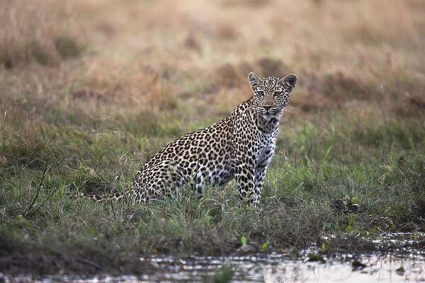An alert female leopard (Panthera pardus) sits by a river looking for prey, Khwai River