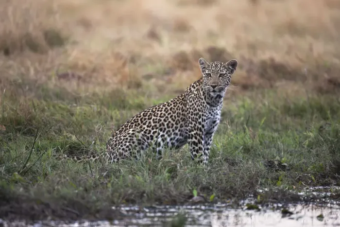Framed Print : An alert female leopard (Panthera pardus) sits by a river looking for prey, Khwai River Framed Print : An alert female leopard (Panthera pardus) sits by a river looking for prey, Khwai River