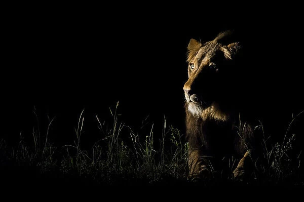 An alert male Lion (Panthera leo) listening to the night sounds, South Africa