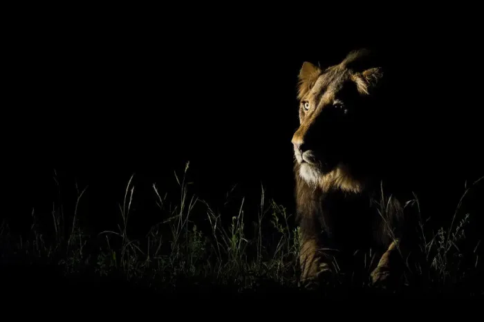 Framed Print : An alert male Lion (Panthera leo) listening to the night sounds, South Africa Framed Print : An alert male Lion (Panthera leo) listening to the night sounds, South Africa