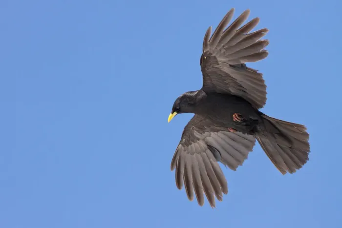 Framed Print : Alpine Chough (Pyrrhocorax graculus) flying, St. Gallen, Switzerland Framed Print : Alpine Chough (Pyrrhocorax graculus) flying, St. Gallen, Switzerland