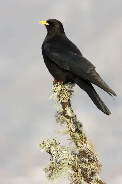 Framed Print : Alpine Chough (Pyrrhocorax graculus), Switzerland Framed Print : Alpine Chough (Pyrrhocorax graculus), Switzerland