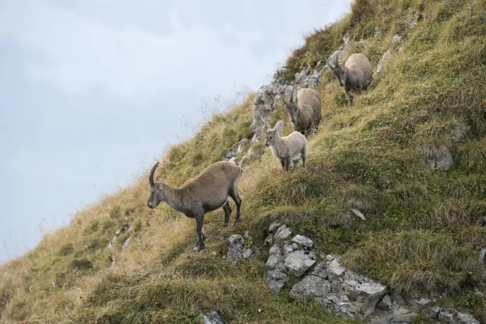 Framed Print : Alpine Ibex (Capra ibex) group climbing at the edge of cliffs, Valais Alps, Switzerland Framed Print : Alpine Ibex (Capra ibex) group climbing at the edge of cliffs, Valais Alps, Switzerland