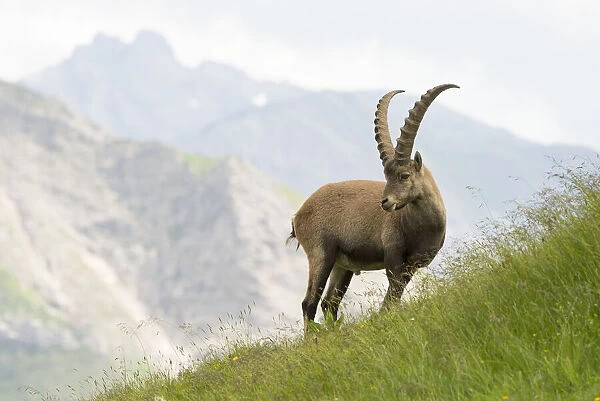 Alpine ibex (Capra ibex) standing in front of alpine view, Austria