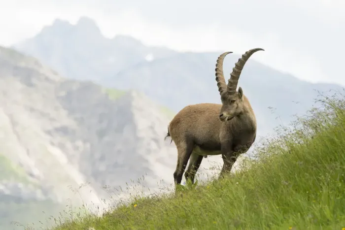 Framed Print : Alpine ibex (Capra ibex) standing in front of alpine view, Austria Framed Print : Alpine ibex (Capra ibex) standing in front of alpine view, Austria
