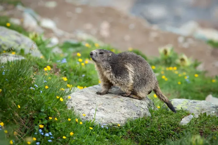 Framed Print : Alpine Marmot (Marmota marmota) walking on a stone in a field of flowers, Belalp, Oberwallis, Switzerland Framed Print : Alpine Marmot (Marmota marmota) walking on a stone in a field of flowers, Belalp, Oberwallis, Switzerland