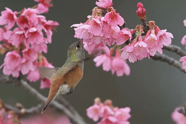 Amazilia Hummingbird (Amazilia amazilia), Peru