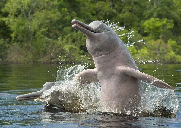 Amazon River Dolphin (Inia geoffrensis) pair jumping, Ariau River, Brazil