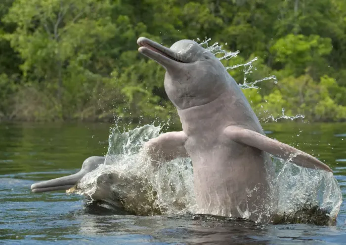Framed Print : Amazon River Dolphin (Inia geoffrensis) pair jumping, Ariau River, Brazil Framed Print : Amazon River Dolphin (Inia geoffrensis) pair jumping, Ariau River, Brazil