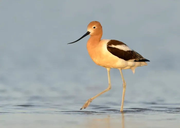 Framed Print : American Avocet (Recurvirostra americana), Texas, USA