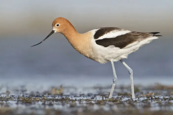 Framed Print : American Avocet (Recurvirostra americana), Alberta, Canada Framed Print : American Avocet (Recurvirostra americana), Alberta, Canada