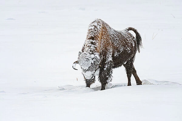 American Bison (Bison bison) standing in the snow, Yellowstone National Park, Wyoming