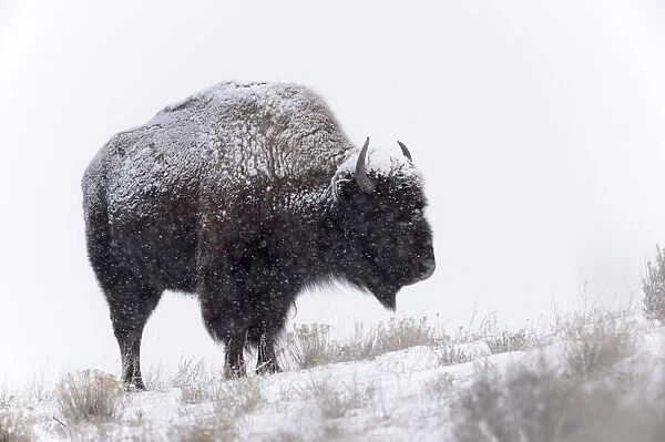 American Bison (Bison bison), standing in snow during blizzard, Yellowstone National Park, Wyoming, United States