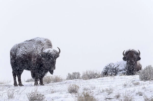 Two American Bisons (Bison bison) in the snow, Yellowstone National Park, Wyoming, United States