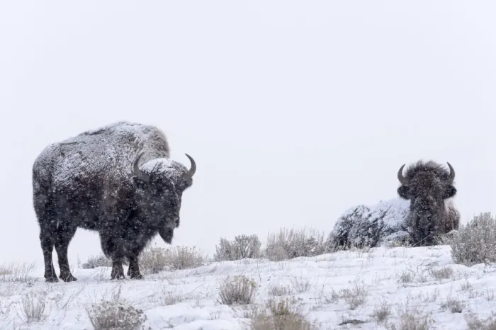 Framed Print : Two American Bisons (Bison bison) in the snow, Yellowstone National Park, Wyoming, United States Framed Print : Two American Bisons (Bison bison) in the snow, Yellowstone National Park, Wyoming, United States