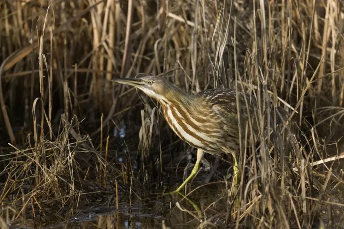 Framed Print : American Bittern (Botaurus lentiginosus) in fresh water marsh, California, USA Framed Print : American Bittern (Botaurus lentiginosus) in fresh water marsh, California, USA