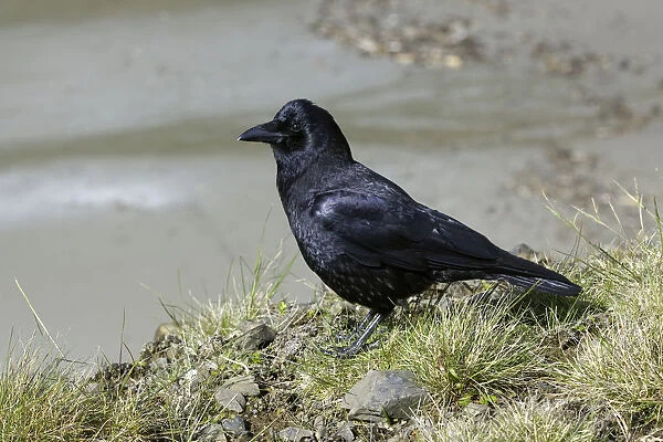 American Crow (Corvus brachyrhynchos), Oregon, USA