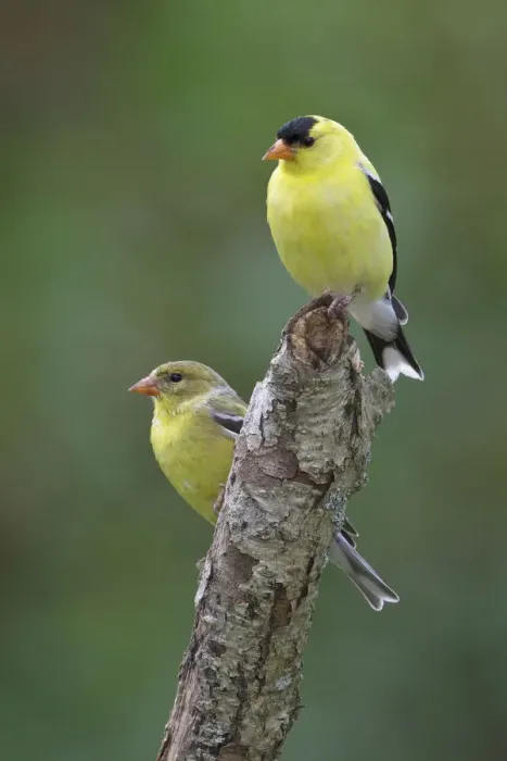 Framed Print : American Goldfinch (Spinus tristis), Ontario, Canada Framed Print : American Goldfinch (Spinus tristis), Ontario, Canada