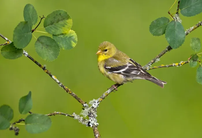 Framed Print : American Goldfinch (Spinus tristis) female, British Columbia, Canada Framed Print : American Goldfinch (Spinus tristis) female, British Columbia, Canada