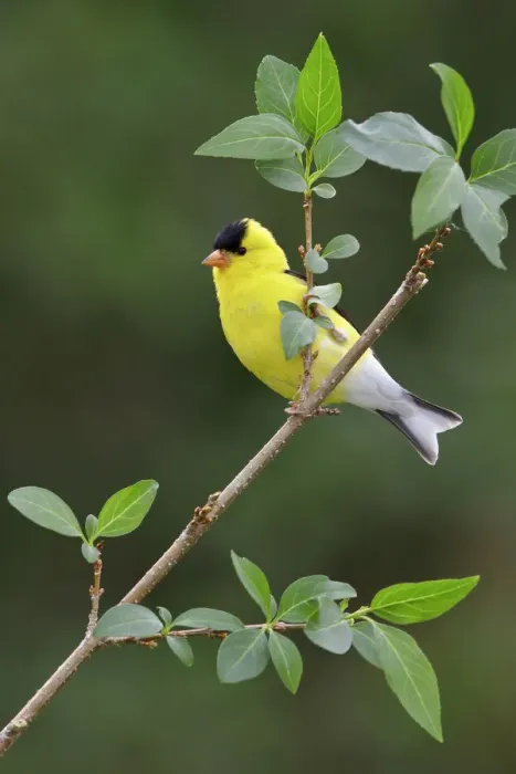 Framed Print : American Goldfinch (Spinus tristis) male, Ontario, Canada Framed Print : American Goldfinch (Spinus tristis) male, Ontario, Canada
