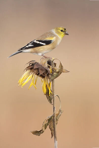 American Goldfinch (Spinus tristis), Ohio, USA