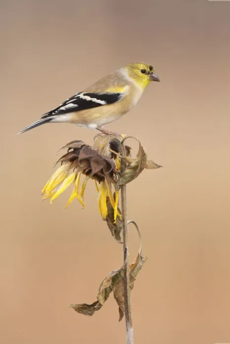 Framed Print : American Goldfinch (Spinus tristis), Ohio, USA Framed Print : American Goldfinch (Spinus tristis), Ohio, USA