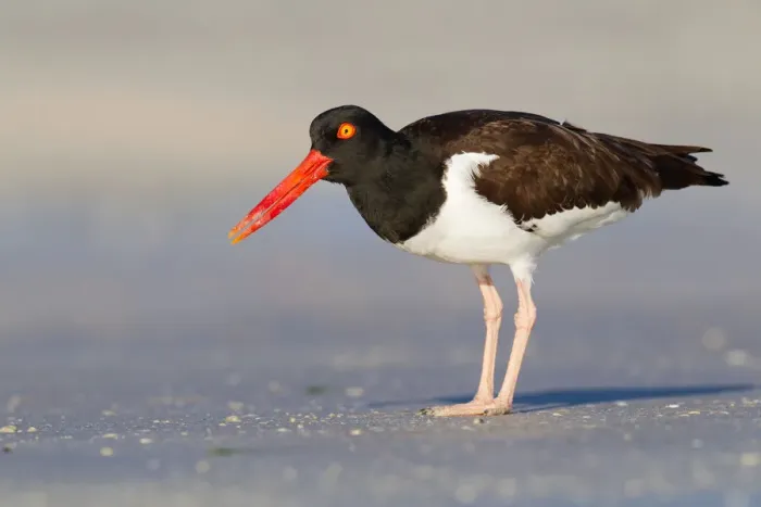 Framed Print : American Oystercatcher (Haematopus palliatus), Florida, USA Framed Print : American Oystercatcher (Haematopus palliatus), Florida, USA