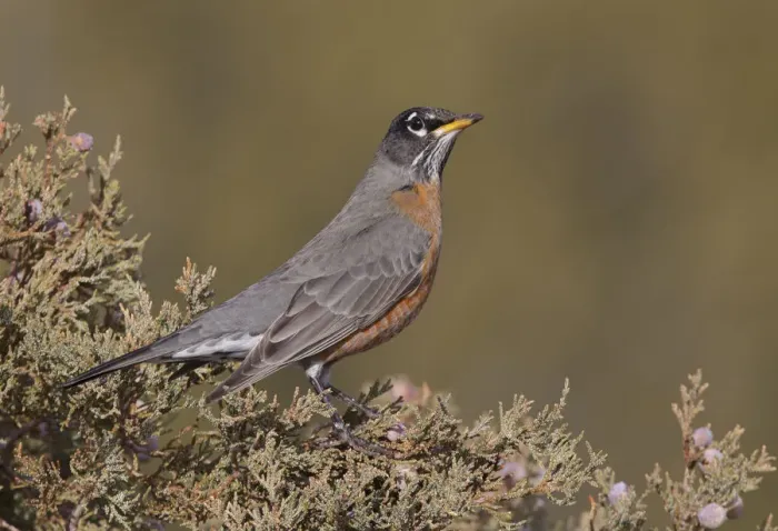 Framed Print : American Robin (Turdus migratorius), New Mexico, USA Framed Print : American Robin (Turdus migratorius), New Mexico, USA