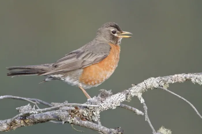 Framed Print : American Robin (Turdus migratorius) singing, British Columbia, Canada Framed Print : American Robin (Turdus migratorius) singing, British Columbia, Canada