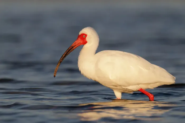 Framed Print : American White Ibis (Eudocimus albus), Florida, USA Framed Print : American White Ibis (Eudocimus albus), Florida, USA