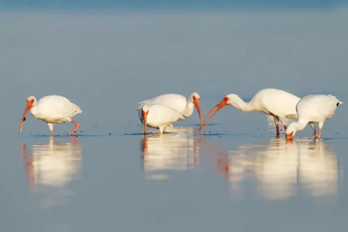 Framed Print : American White Ibis (Eudocimus albus), Florida, USA Framed Print : American White Ibis (Eudocimus albus), Florida, USA