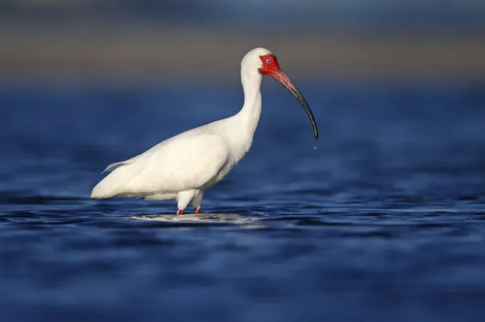 Framed Print : American White Ibis (Eudocimus albus) foraging, Florida, USA Framed Print : American White Ibis (Eudocimus albus) foraging, Florida, USA