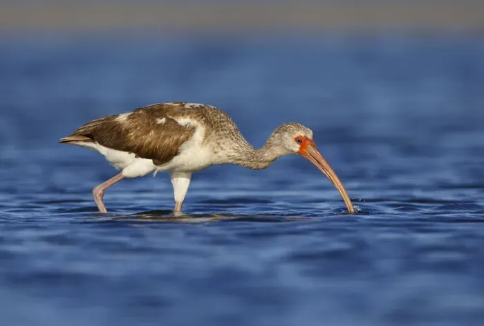 Framed Print : American White Ibis (Eudocimus albus) young foraging, Florida, USA Framed Print : American White Ibis (Eudocimus albus) young foraging, Florida, USA