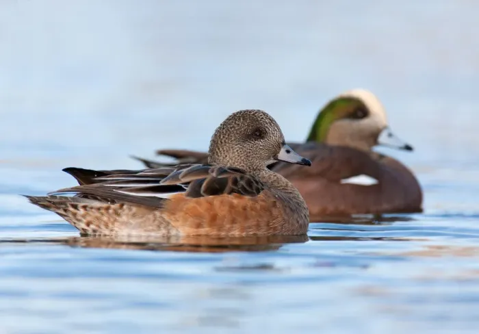 Framed Print : American Wigeon (Mareca americana), British Columbia, Canada Framed Print : American Wigeon (Mareca americana), British Columbia, Canada