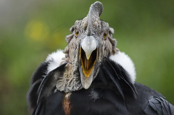 Andean Condor (Vultur gryphus) captive, yawning, Imbabura, Ecuador