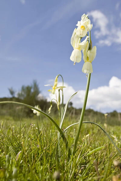 Angels Tears (Narcissus triandrus) in flower on field, Galicia, Spain