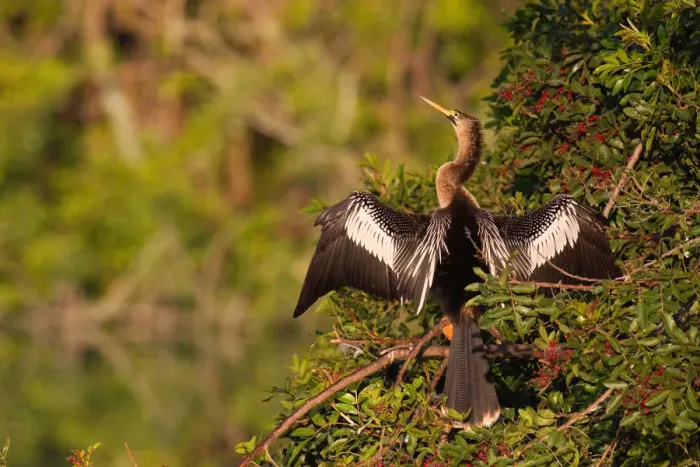 Framed Print : Anhinga (Anhinga anhinga), Florida, USA Framed Print : Anhinga (Anhinga anhinga), Florida, USA