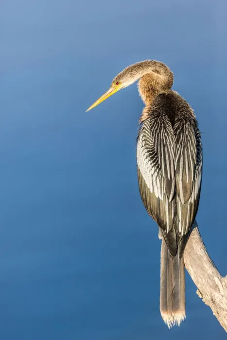 Framed Print : Anhinga (Anhinga anhinga) perched on a branch, Florida, USA Framed Print : Anhinga (Anhinga anhinga) perched on a branch, Florida, USA