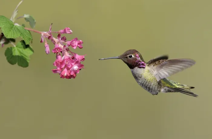 Framed Print : Annas Hummingbird (Calypte anna), British Columbia, Canada Framed Print : Annas Hummingbird (Calypte anna), British Columbia, Canada