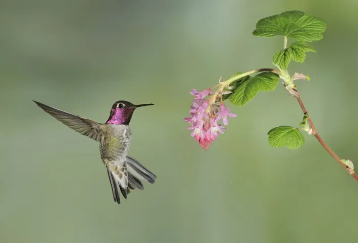 Framed Print : Annas Hummingbird (Calypte anna), British Columbia, Canada Framed Print : Annas Hummingbird (Calypte anna), British Columbia, Canada