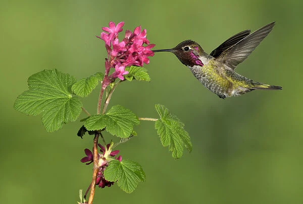 Annas Hummingbird (Calypte anna) male, British Columbia, Canada
