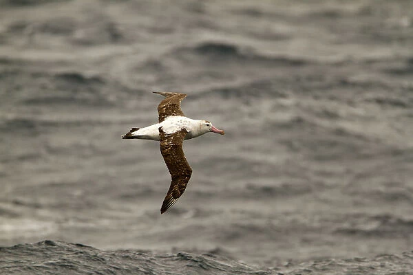 Antipodean Albatross (Diomedea antipodensis) flying, South Pacific Ocean, New Zealand