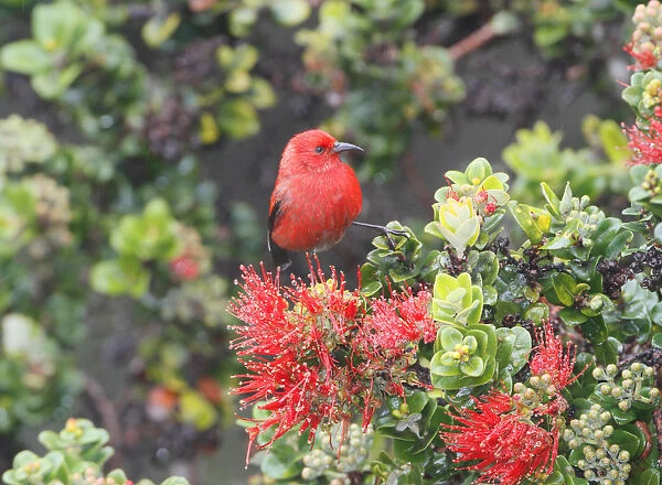 Apapane (Himatione sanguinea), Hawaii, USA