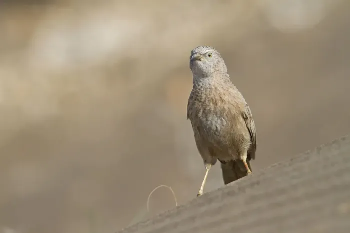 Framed Print : Arabian Babbler (Turdoides squamiceps), Oman Framed Print : Arabian Babbler (Turdoides squamiceps), Oman