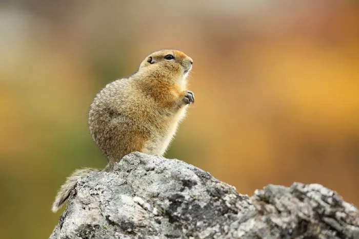 Framed Print : Arctic Ground Squirrel (Urocitellus parryii) standing on a rock, Denali National Park and Preserve, Alaska, United States Framed Print : Arctic Ground Squirrel (Urocitellus parryii) standing on a rock, Denali National Park and Preserve, Alaska, United States