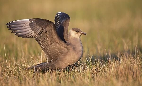 Arctic Skua (Stercorarius Parasiticus) standing on the tundra, North Slope, Point Barrow