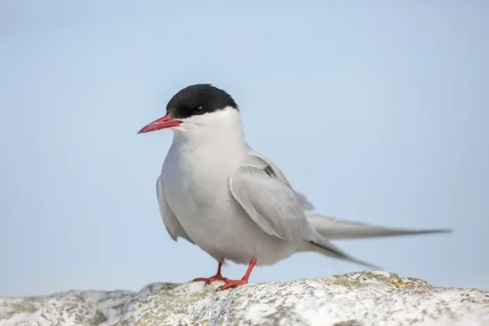Framed Print : Arctic Tern (Sterna paradisaea), Farne Islands, United Kingdom Framed Print : Arctic Tern (Sterna paradisaea), Farne Islands, United Kingdom