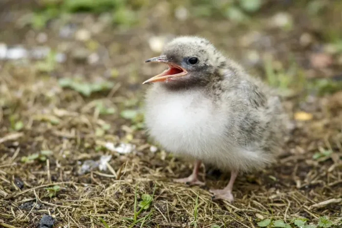 Framed Print : Arctic Tern (Sterna paradisaea) chick begging for food, Farne Islands, United Kingdom Framed Print : Arctic Tern (Sterna paradisaea) chick begging for food, Farne Islands, United Kingdom