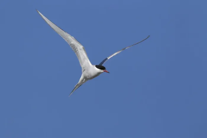 Framed Print : Arctic Tern (Sterna paradisaea) flying, Spitsbergen, Norway Framed Print : Arctic Tern (Sterna paradisaea) flying, Spitsbergen, Norway